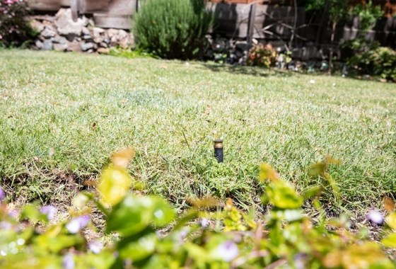 5 fall lawn pests and how to deal with them