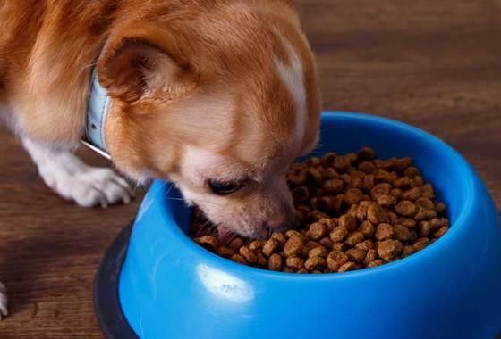 Best Zignature Dog Food