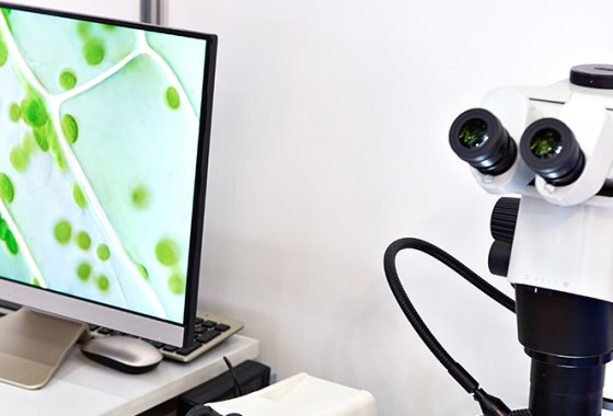 Best Stereo Microscopes