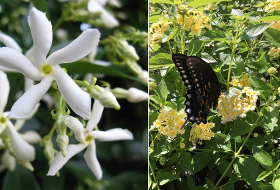 Patio plants that will make your outdoor space smell sweet