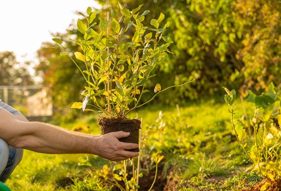 Choosing the right fertilizer to maximize blueberry growth