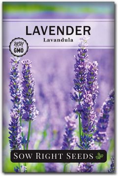 Sow Right Seeds Lavender Seeds for Planting