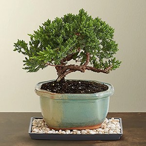FTD Juniper Bonsai Tree