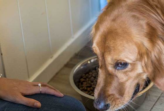 Best Rachael Ray Dog Food