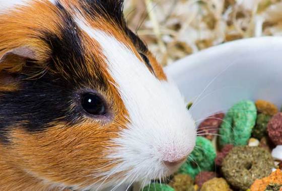 Best Guinea Pig Food