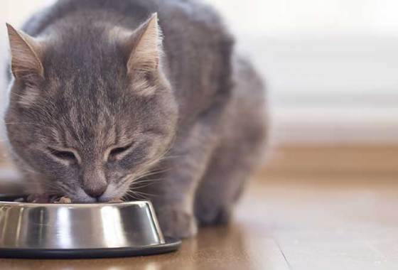 Best Low-Protein Cat Food
