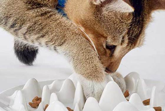 Best Slow Feed Cat Bowls
