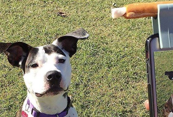 Best Dog Selfie Sticks