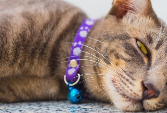Best Cat Collars