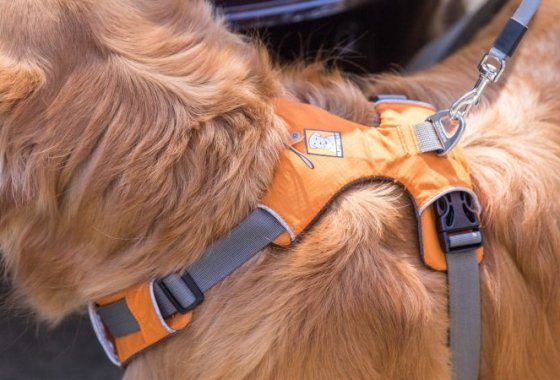 Best Reflective Dog Harnesses