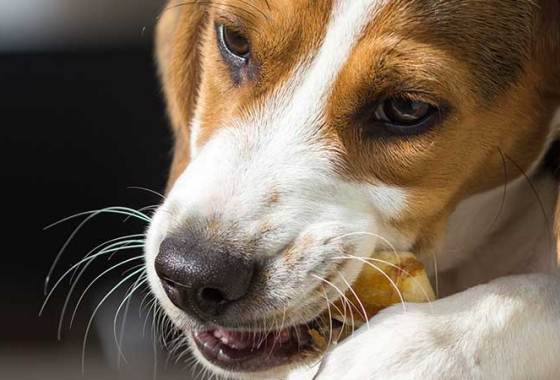 Best Natural Dog Bones