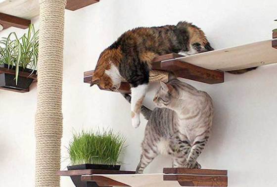 Best Wall-Mounted Cat Trees