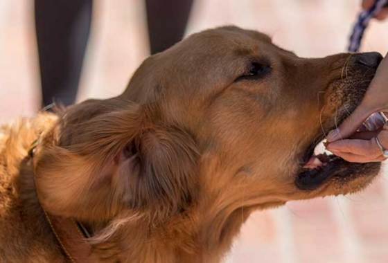 Best Dog Training Books