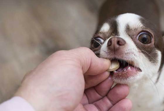 Best Dog Dental Supplements