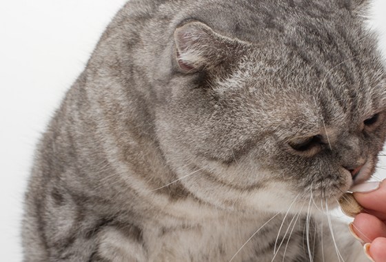 Best Fish Oil Supplements for Cats