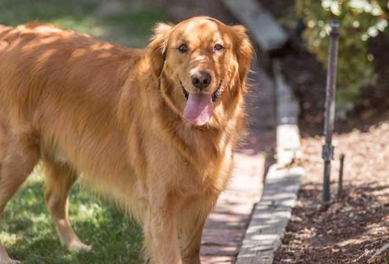 Best Electric Fence Kits