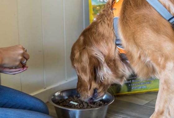 Best Freeze-Dried Dog Food