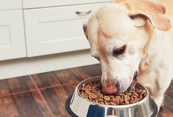 Best Vegetarian Dog Food