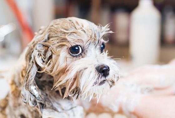 Best Dog Shampoos