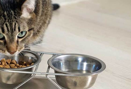 Best American Journey Cat Food