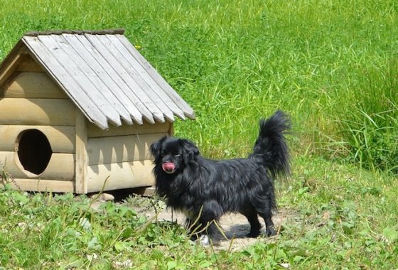 Best Dog Houses