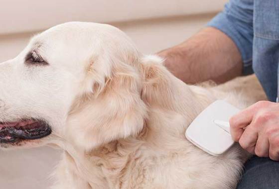 Best Dog Dematting Combs