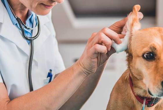 Best Dog Ear Cleansers