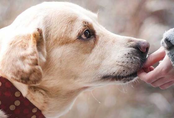 Best Dog Foods for Weight Management