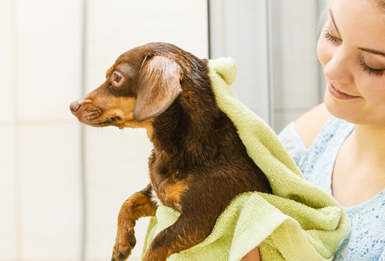 Best Waterless Dog Shampoos
