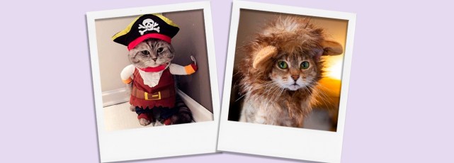 Best Halloween Costumes for Cats