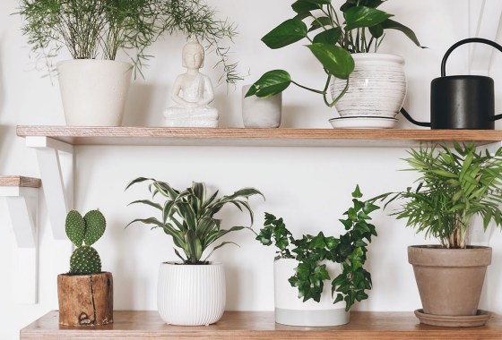 The best self-watering planters for new plant parents