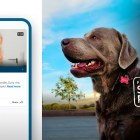 How to use Ring’s ‘Search Party’ to find a lost pet (as seen in the Super Bowl ad)
