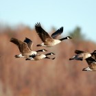 The Birdcast migration map shows where birds are in real time