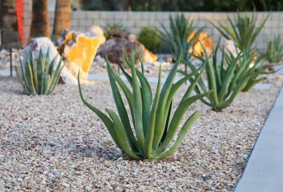 Lawn-free front yard landscaping ideas