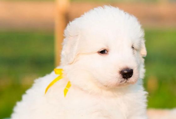 When you see a yellow ribbon on a dog's collar, this is what it means