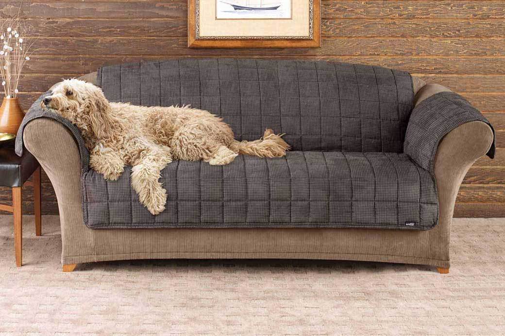 5 Best Pet Furniture Covers July 2020 BestReviews