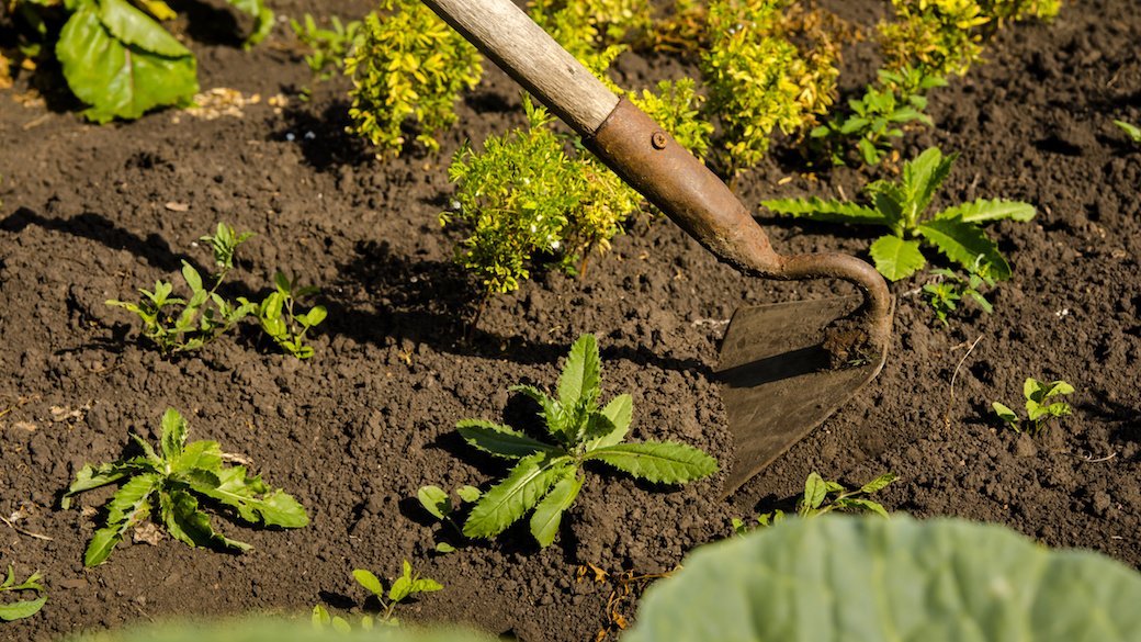 5 Best Garden Hoes Nov. 2020 BestReviews