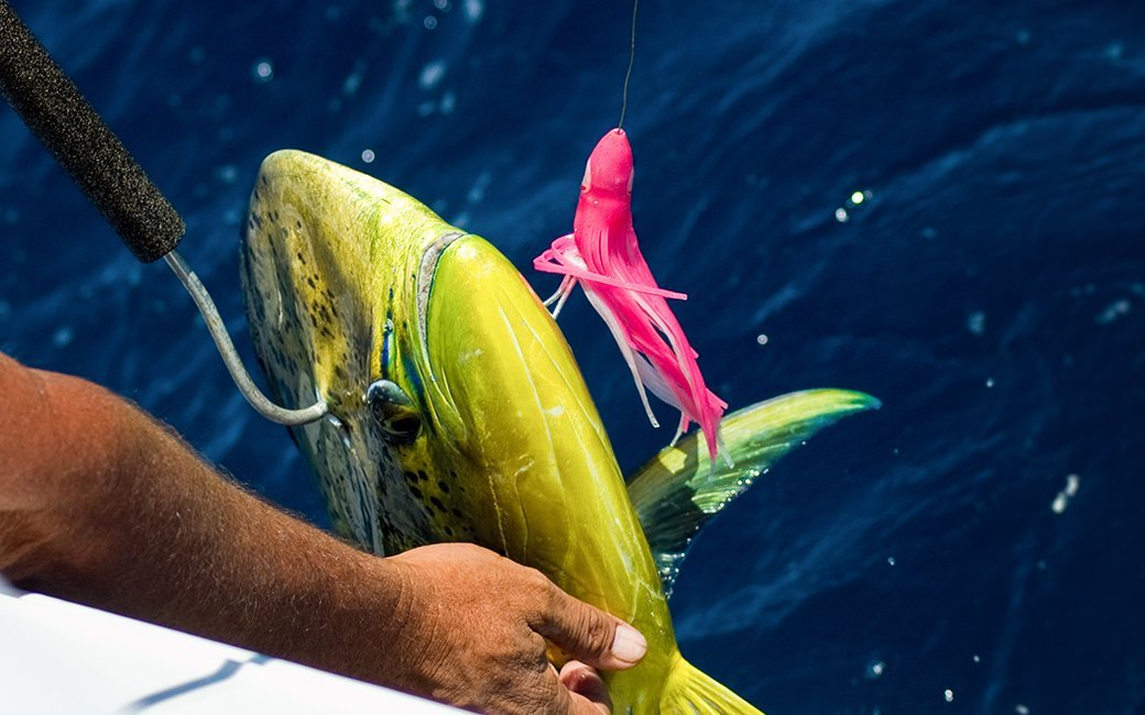 5 Best Fishing Gaffs Aug. 2021 BestReviews