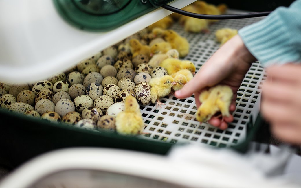 5 Best Egg Incubators Apr. 2021 BestReviews