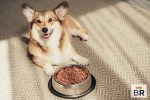 Best Dog Food for allergies