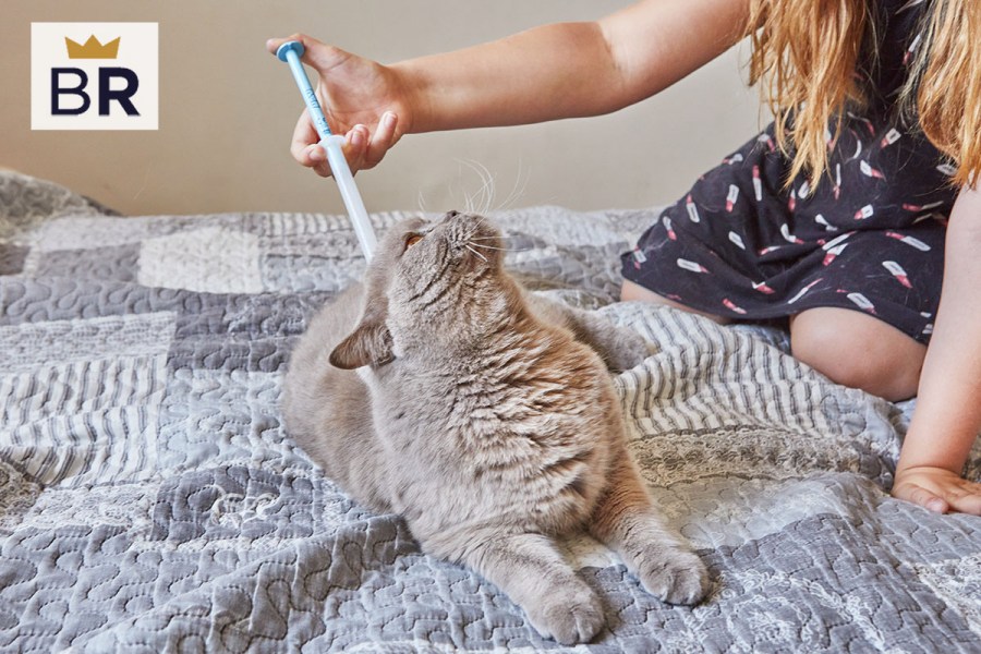 5 Best Cat Flea and Tick Prevention Sept. 2024 BestReviews