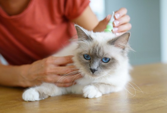 How to get rid of fleas