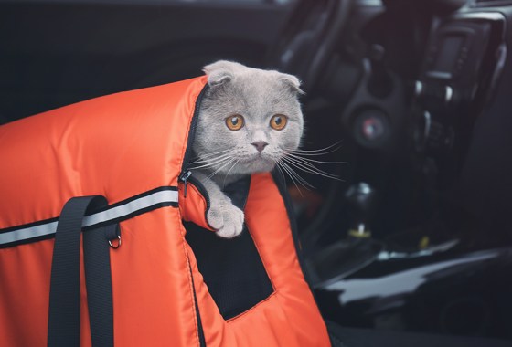 What does your cat need for long car rides?