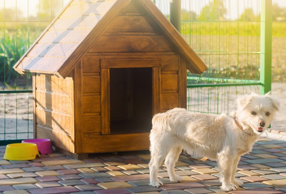 Best insulated dog house