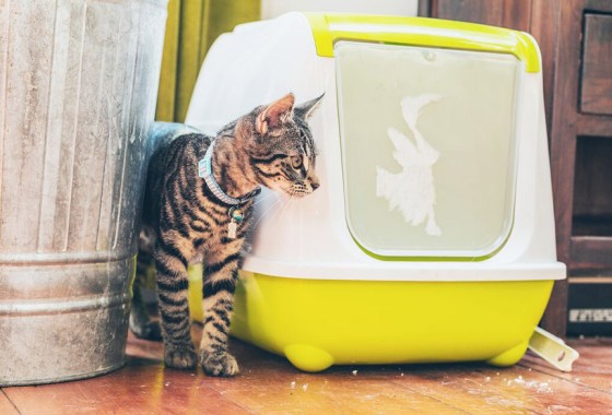 Best cat litter box furniture