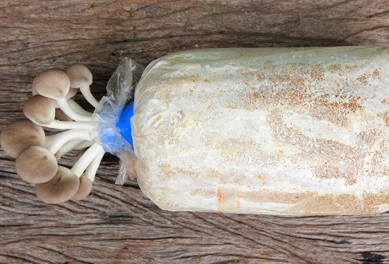 Best mushroom grow kit