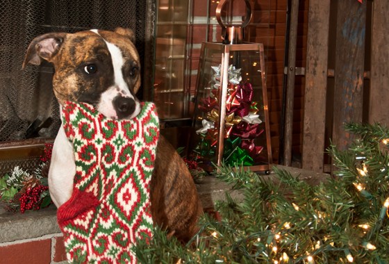 Best stocking for dogs