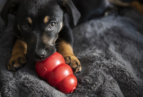 14 pet gadgets for your spoiled cat or dog