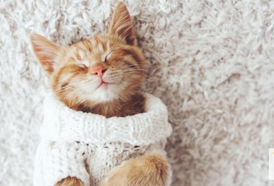The best cat clothes
