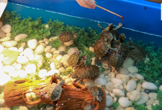 Best aquatic turtle tank